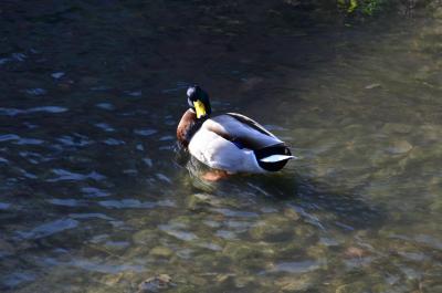 Прикрепленное изображение: DSC_1050_.JPG